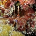 crab_arrow_pi_jar_h_0014_cub1902.jpg